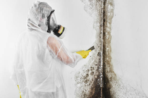 Best Attic Mold Removal  in Fairchance, PA