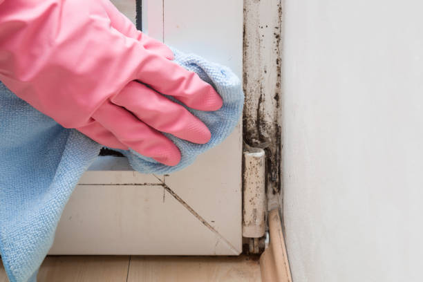 Best Crawl Space Mold Removal  in Fairchance, PA